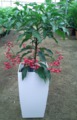 Ardisia Crenata roja