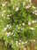 Chamelacium - Flor de cera