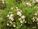 Chamelacium - Flor de cera