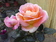 Rosa flor grande.