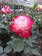 Rosa flor grande.