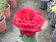 Rosa flor grande.