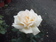 Rosa flor grande.