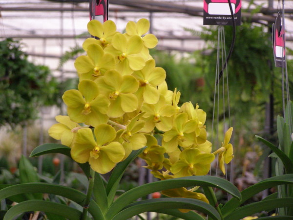 Vanda - Orquídea aérea