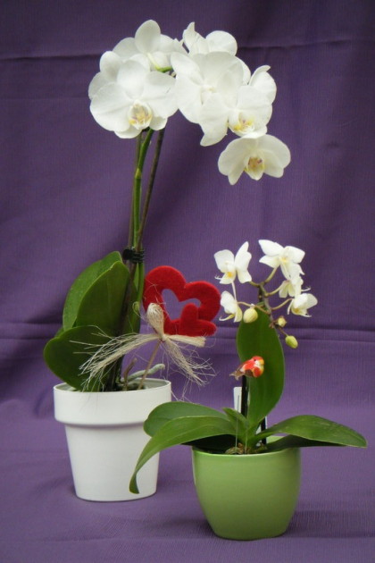 Phalaenopsis mini m9 35 cm y Calimero m6